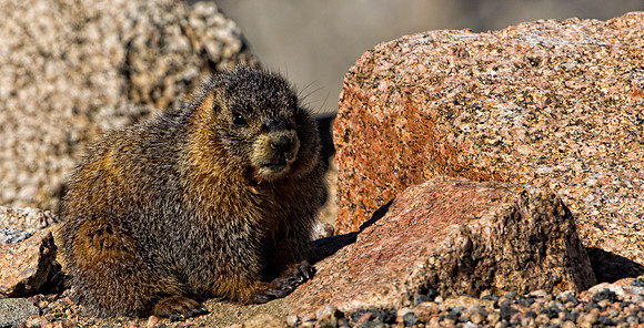 Baby Marmot-3699-3699