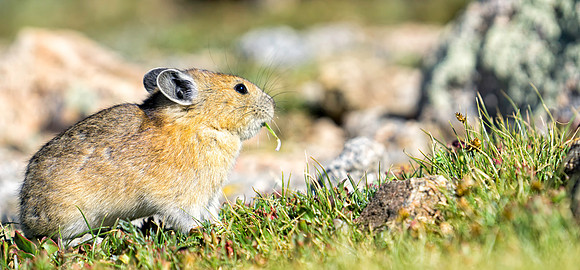 Pika Gathering-0940-1