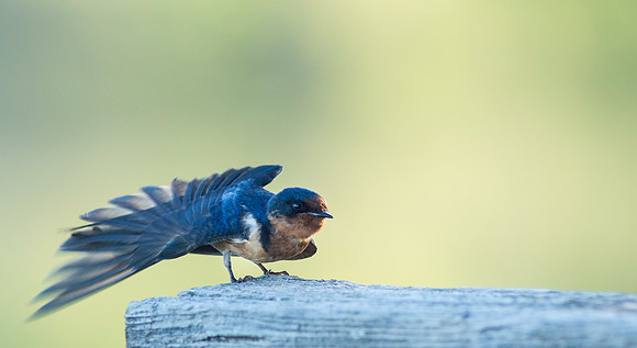 Swallow-4805