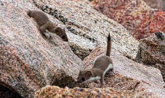 Weasels-5495