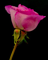 Floral Macro