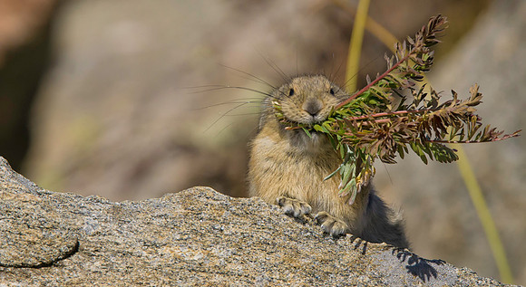 Pika with Hay-4148-2