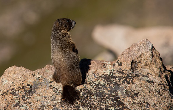 Marmot-8437