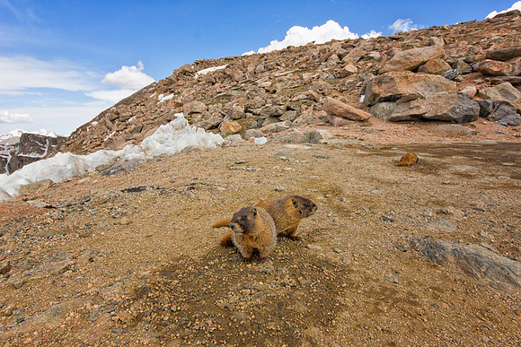 Marmot Pups-8397-12mm-1