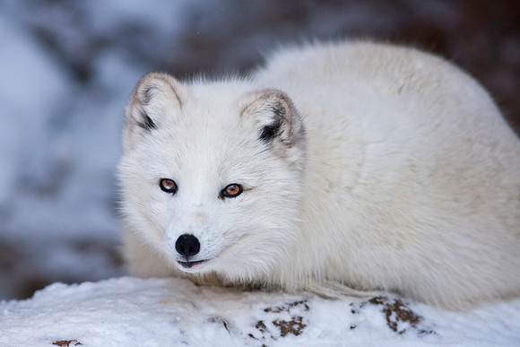 Arctic Fox-9261.jpg