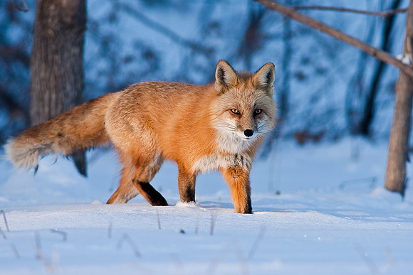 Red Fox-00142