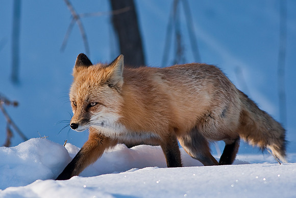 Red Fox-00176