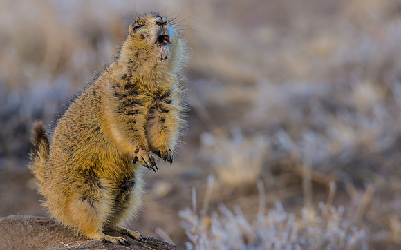 Prairie Dog Dancing-2422