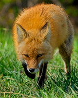 Updated Foxes