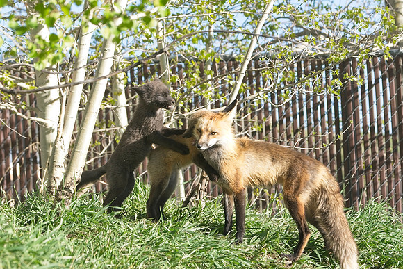Fox Kit-7543