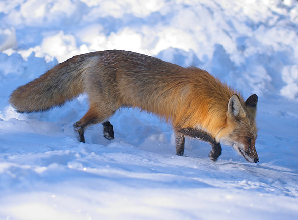 Fox-05566 1