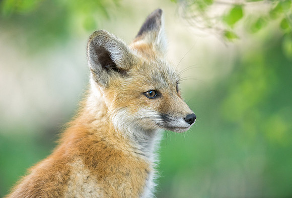 Fox Kit-01447