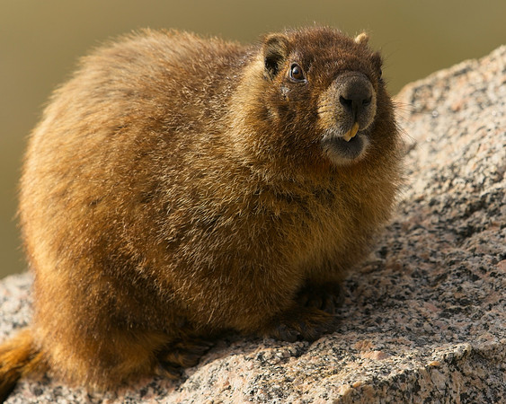 MT EVANS 8-6 (306)