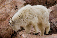 Mountain Goats