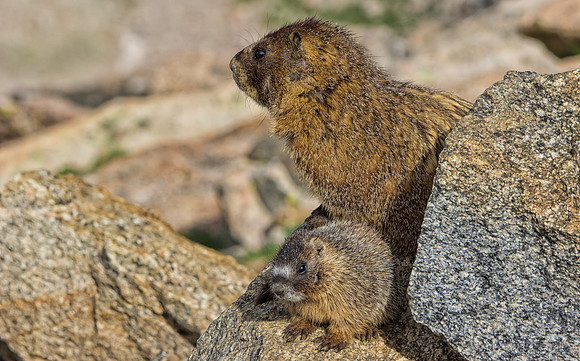 Marmot Momma & pup-9380-1