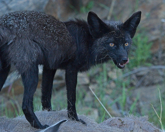 MT EVANS 7-2 (58)