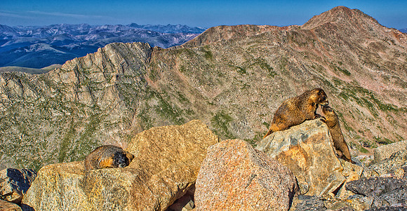 Marmot Family Scape-2