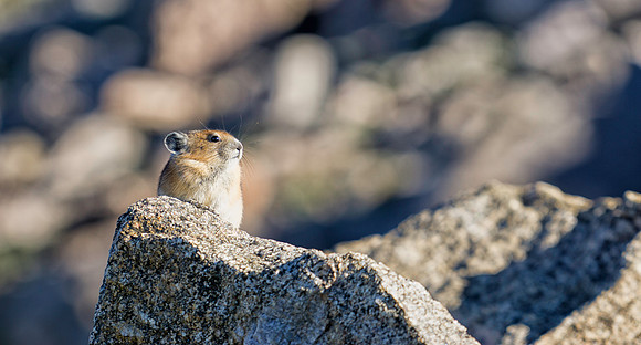 Pika-8530-1