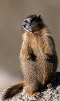 Marmot Standing-04183