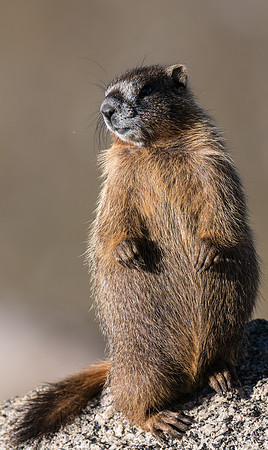Marmot Standing-04183