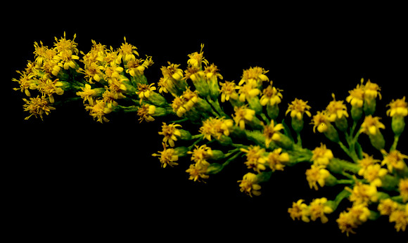 Floral Macro-06156