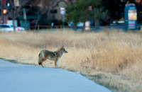 Coyote-5089