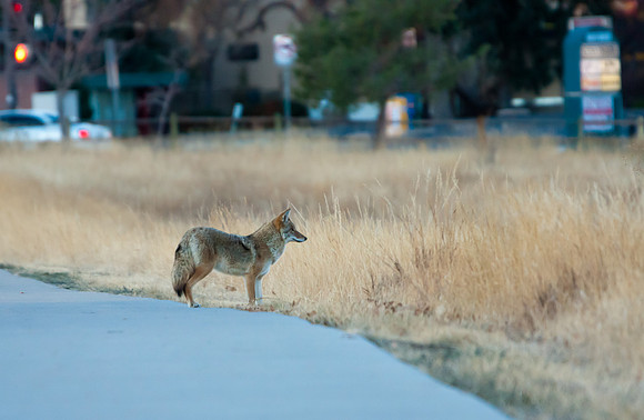Coyote-5089