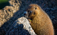 Marmot Baby -0061-2-1