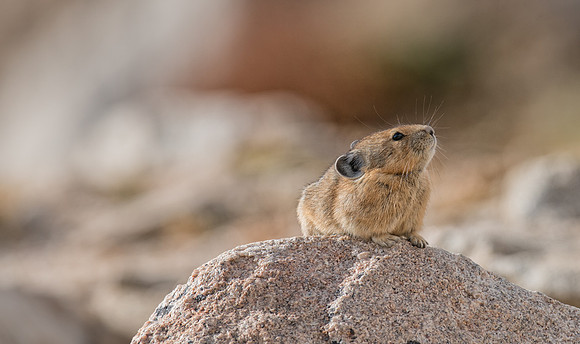 Pika-04181