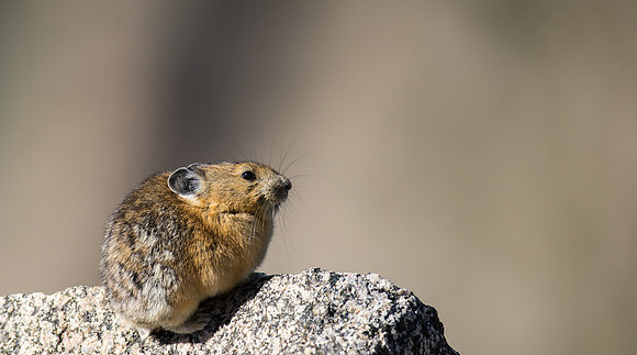 Pika-05185