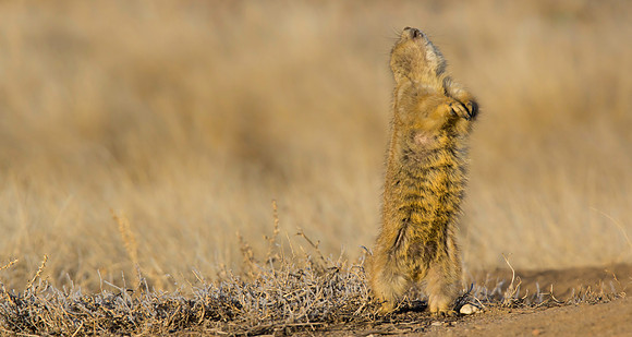 Dancing Prairie Dog-3057