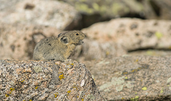 Pika Barking-3163-2