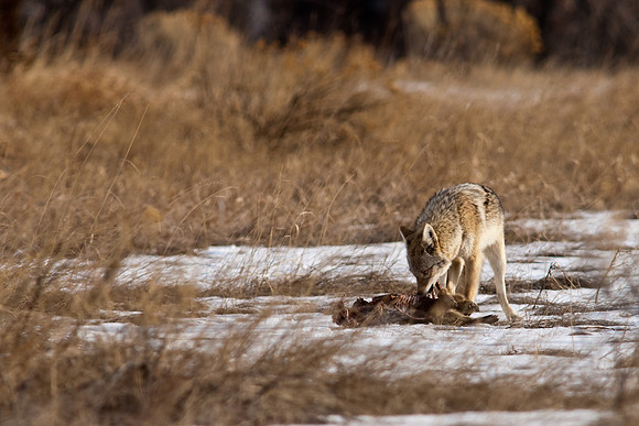 Coyote-9656.jpg