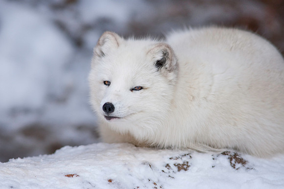 Arctic Fox-9276.jpg