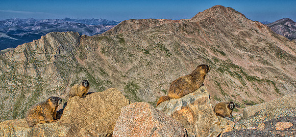 Marmot Family Scape-6481