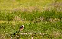 Burrowing Owl-3174