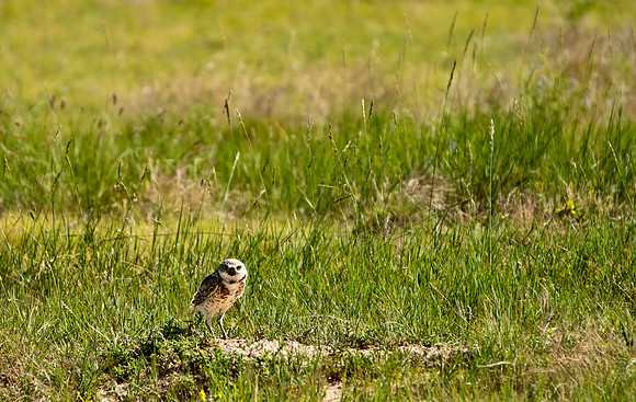 Burrowing Owl-3174