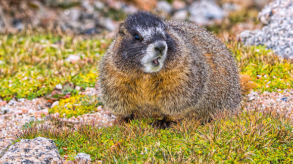 Baby Marmot-9204-