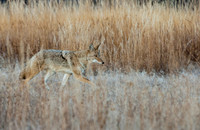 Coyote-5096