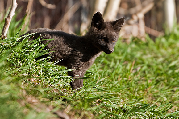 Fox Kit-5253