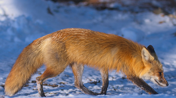 Fox-05576 1