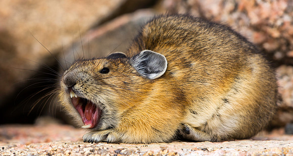 Pika Yawning-5405-5405