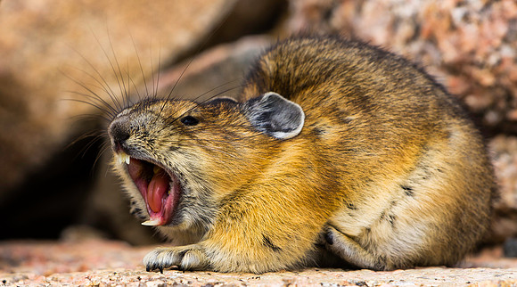 Pika Yawning-5406-5406