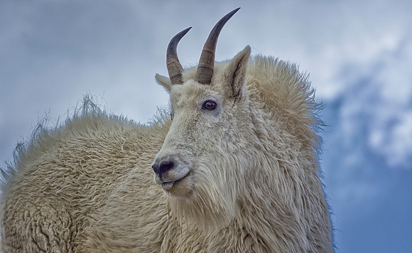 Billy Goat-8719-1