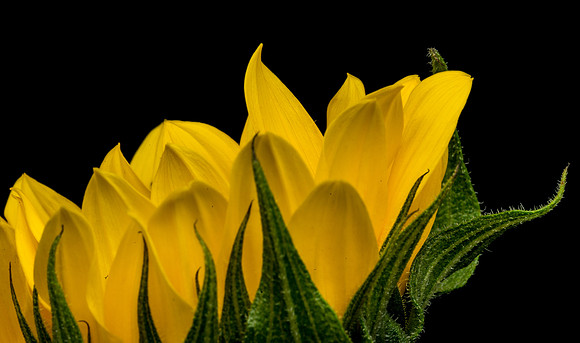 Floral Macro-06186