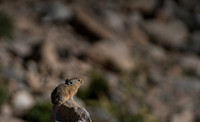 Pika-04495