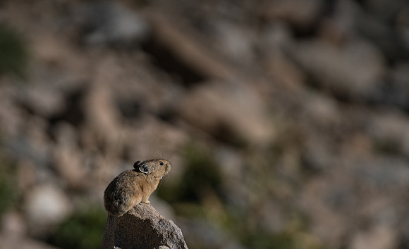 Pika-04495