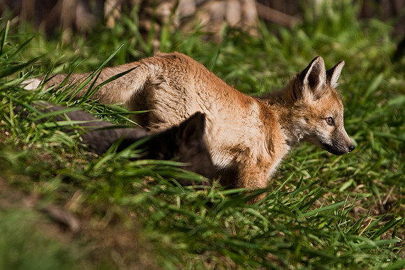 Fox Kit-5303