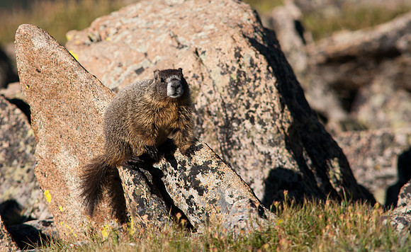 Baby Marmot-8431