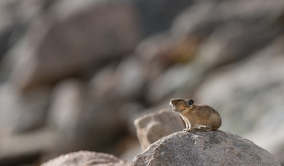 Pika Barking-04222